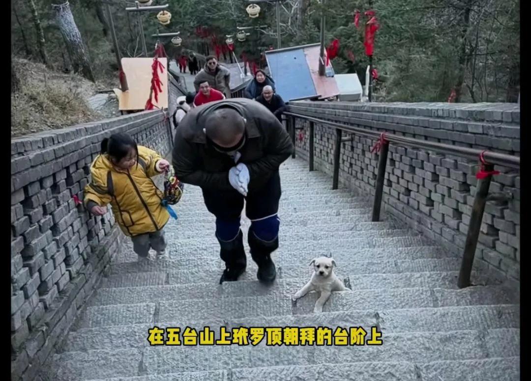 男人恶意把狗踢到五台山，引起网友的愤怒！还拜什么佛？


最近，山西五台山景区发
