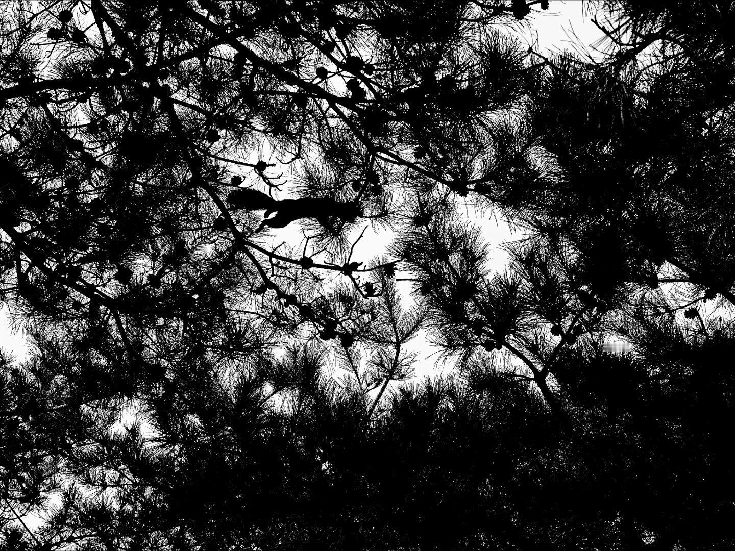 飞跃的松鼠在北京地坛公园看到一只超灵活的松鼠在树枝间跳跃，抓拍到这一瞬间，感觉自