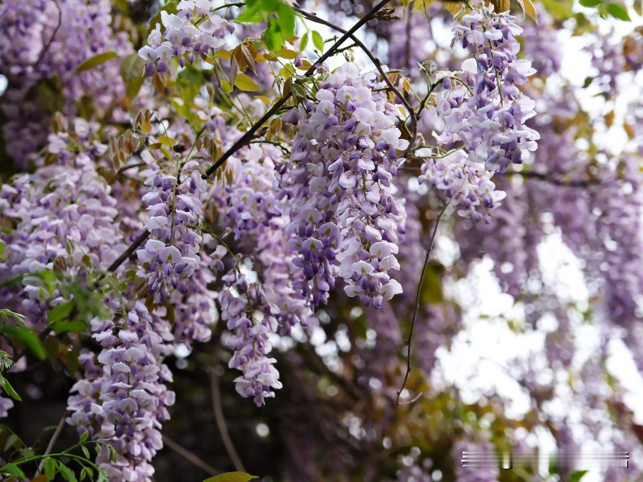 紫藤花开了一波又一波，
蜂儿嘤嘤嗡嗡，
好一派紫气升腾，富贵祥瑞。

紫藤花的寓