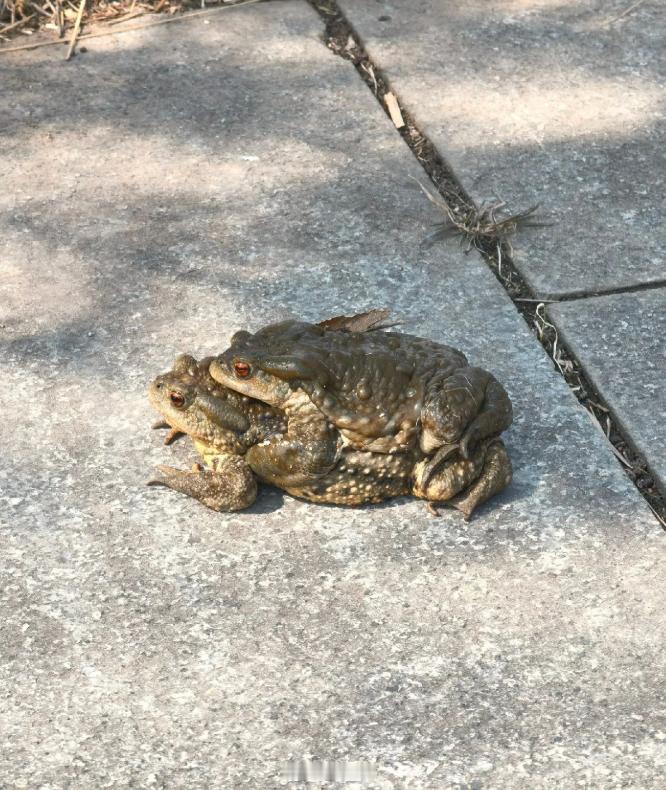 一年一度的蟾蜍抱对繁殖又开始了，大家看到了不要惊扰，未来小河小溪里的黑蝌蚪就靠它