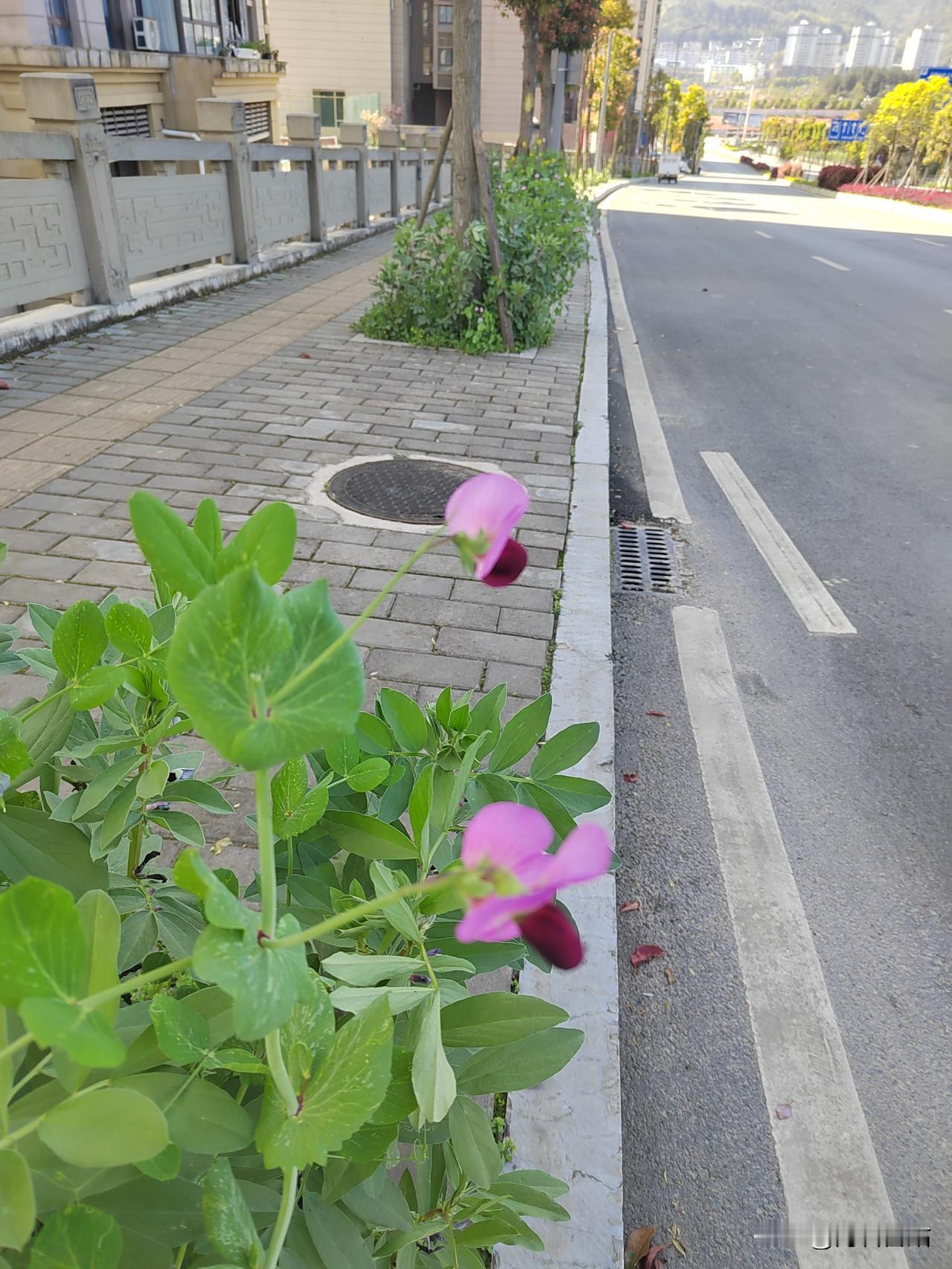 川人对种菜的执念，就连街道边行道树种植地块中也种上了豌豆尖和胡豆。[祝福][捂脸