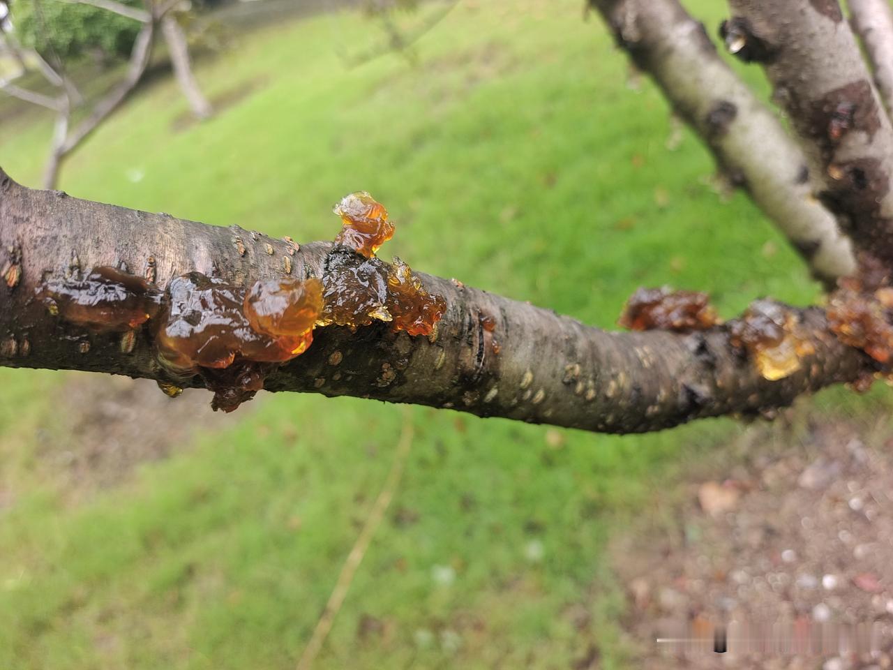 桃树好像它在哭
就似眼里流泪珠
又像桃树流鼻涕
看着恶心又生气
软乎乎来黏又黏