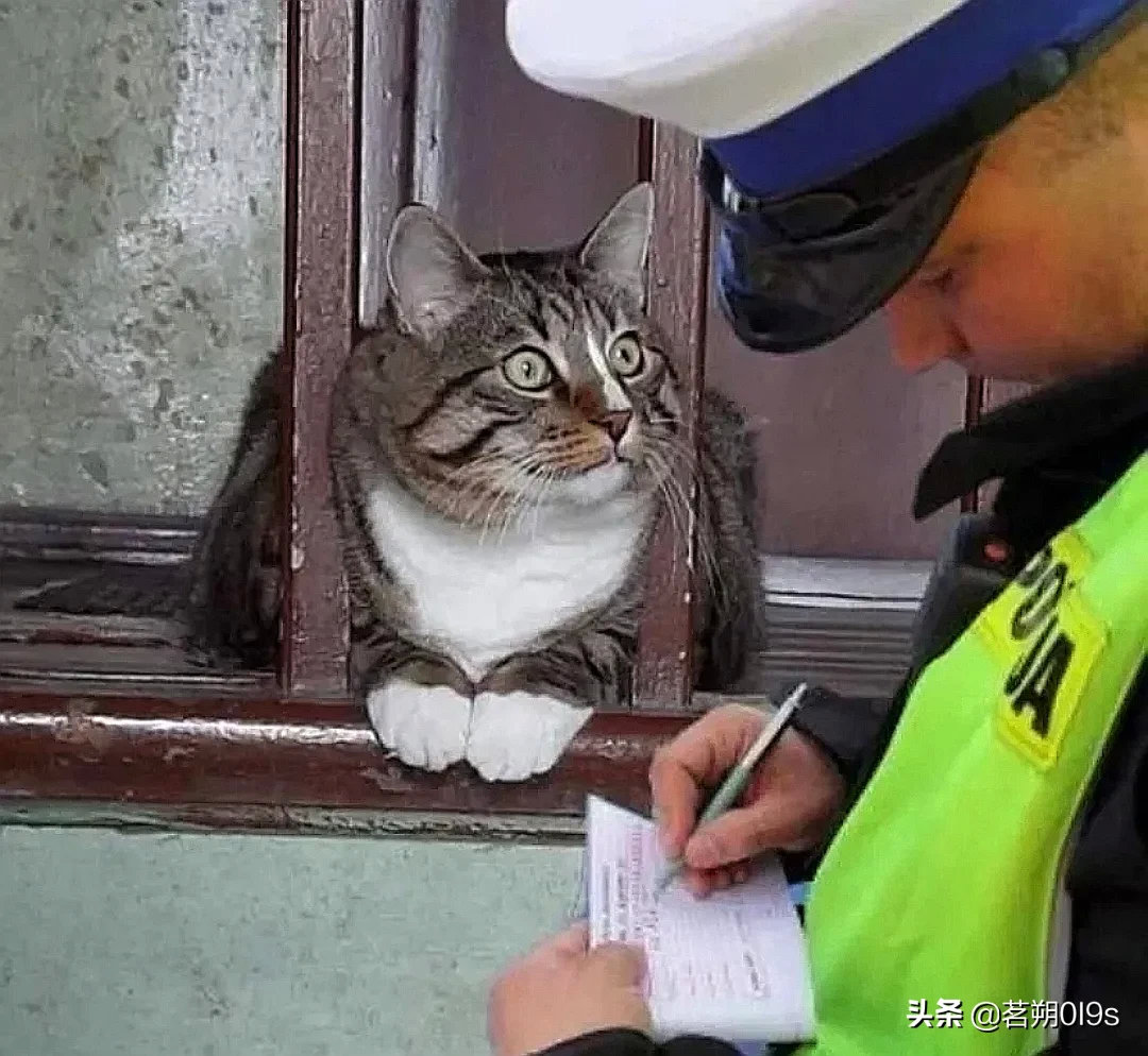 喵：你居然真的给我开罚单？