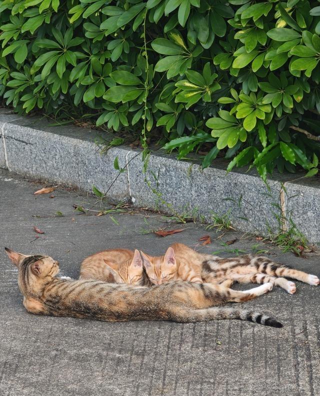 学校禁止喂猫了，违者照片直接发大群，谁还敢喂啊。教工宿舍楼下猫从4只变8只，猫妈