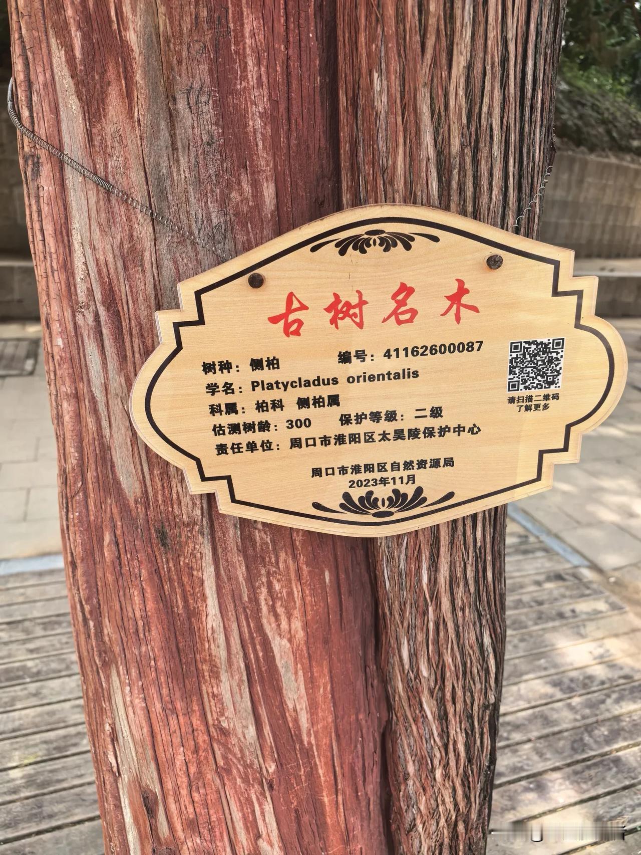 庙内的松柏据说有一千多颗，树龄少则两三百年，多则一千多年，让人十分震撼。道路两旁