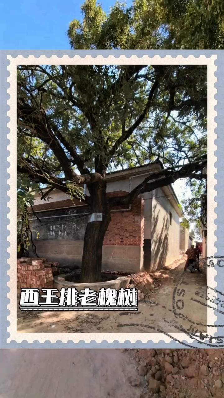 西王排老槐树。