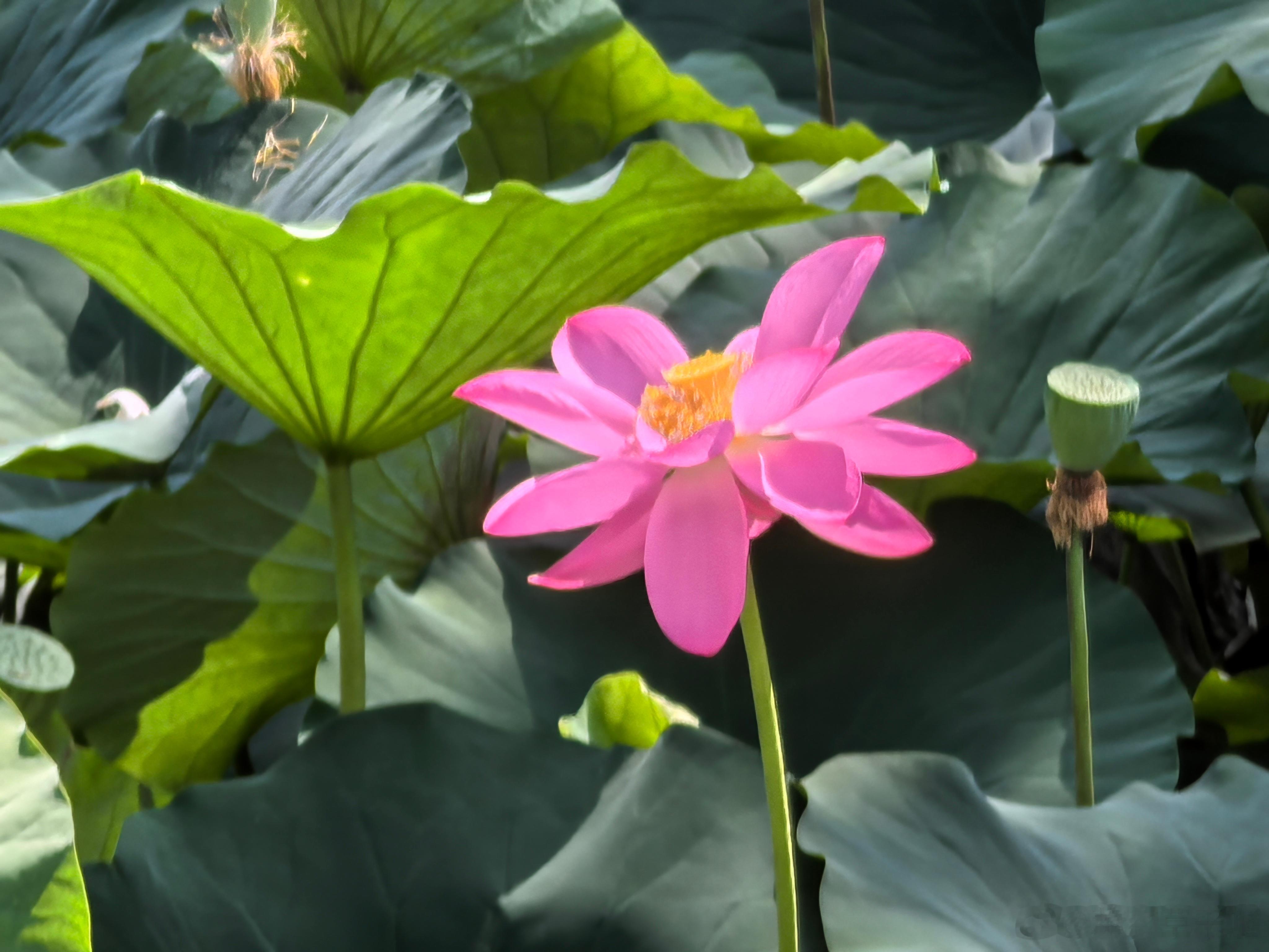 随手拍美景  荣儿的日常 时节到小暑，池塘绿意盎然。花开向阳，风过叶摇，愿盛夏的