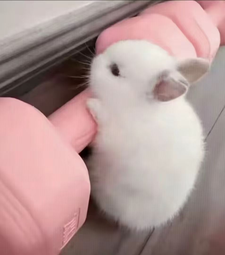 我练出了一身兔子肉 