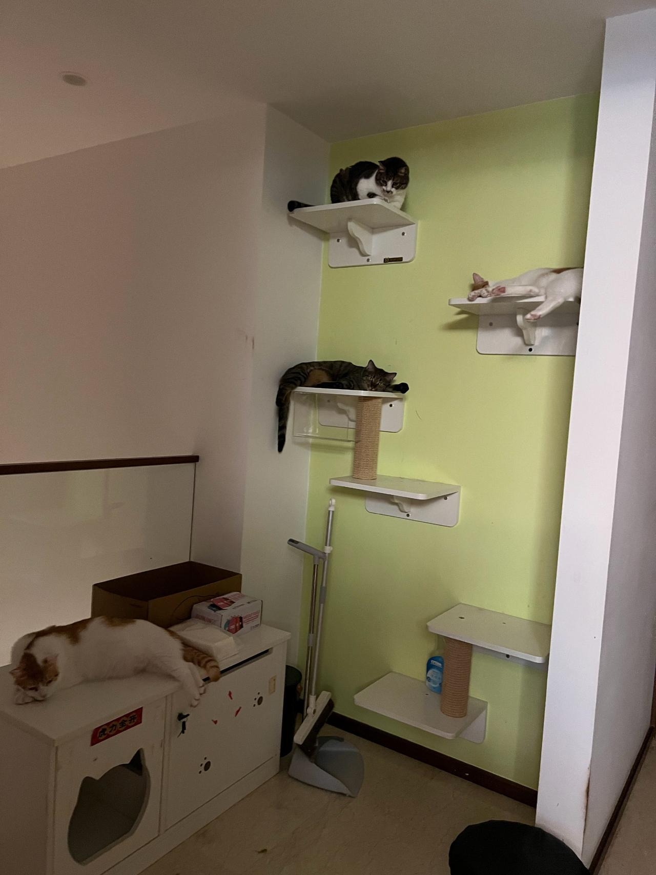 一出房门就看到这么壮观的猫猫墙，莫名有股很满足的感觉，或许这就是所谓的小确幸叭～