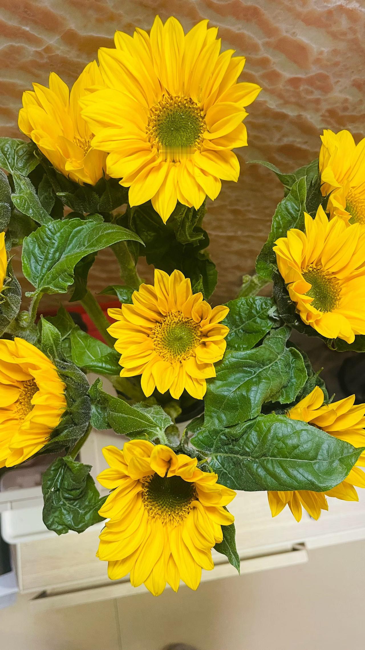 晨起推开窗，阳光就撞了个满怀☀️ 暖融融的光线爬满书桌，连尘埃都在跳舞，忽然就觉