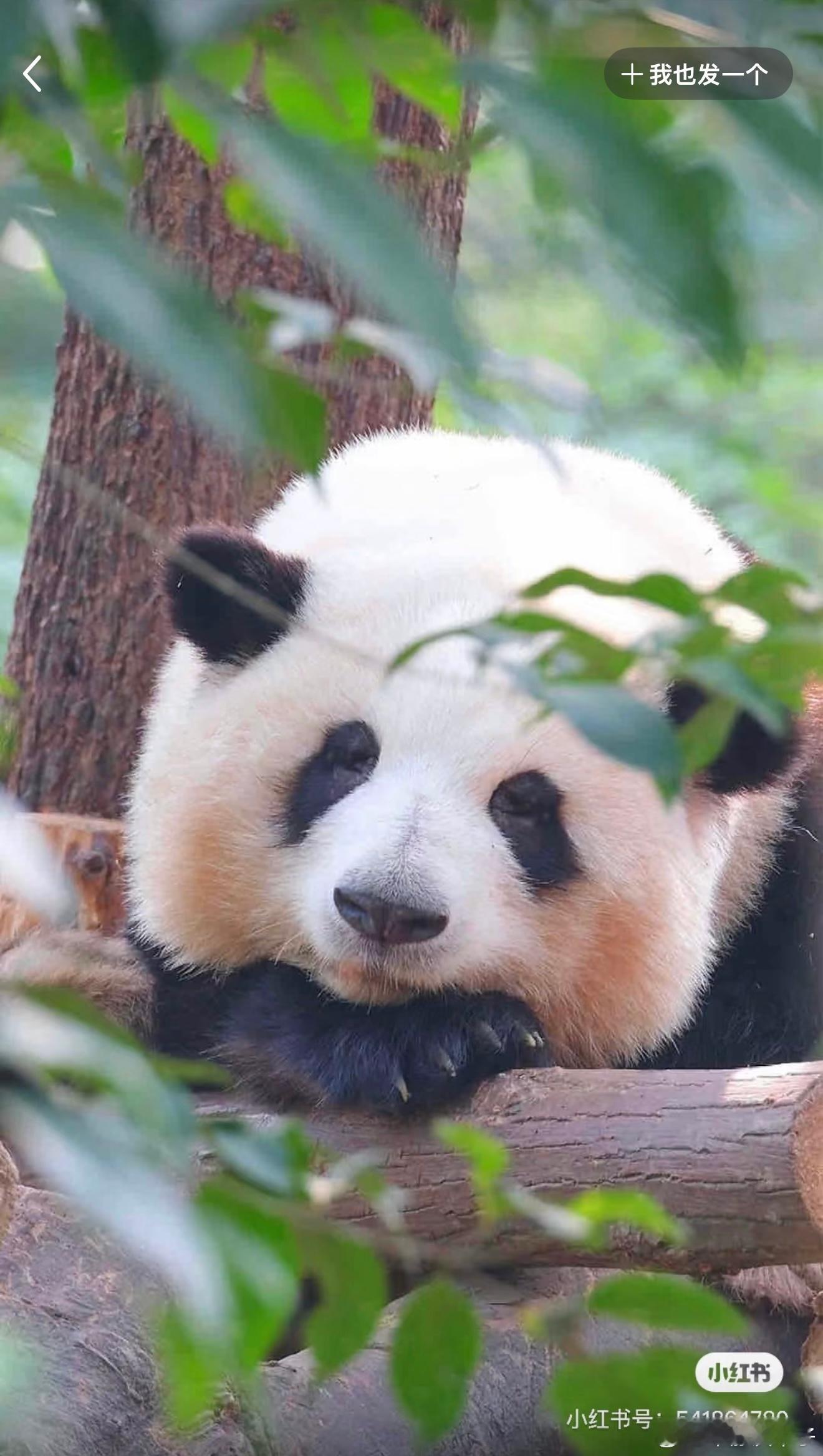 不能熬夜了 今天早上昏昏沉沉🥱早睡早起好精神（） 