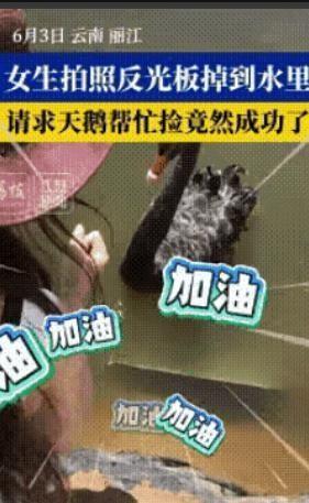 2026年6月3日下午的丽江湖边，几个女生在拍照时反光板不慎落水，正当无计可施，