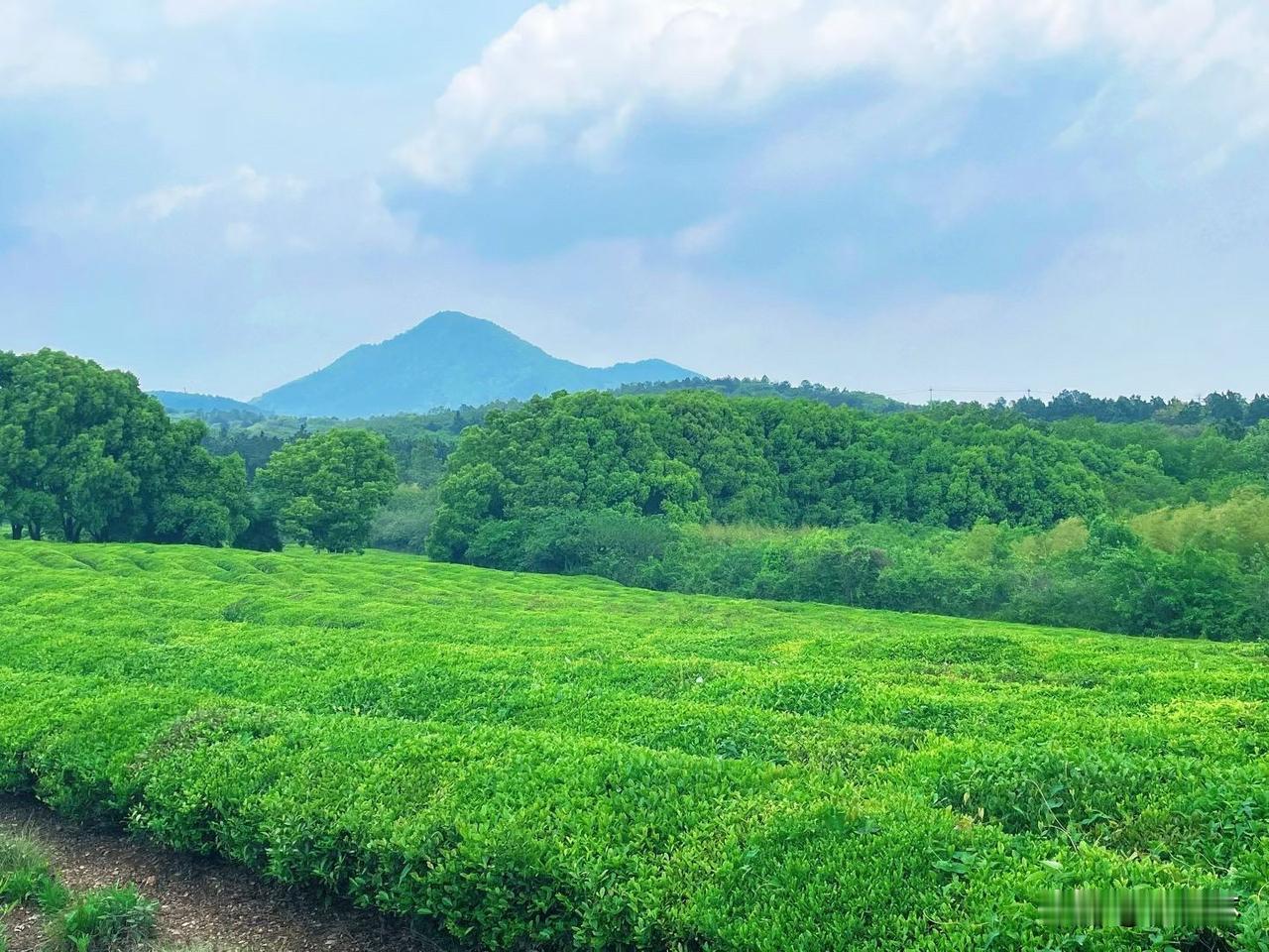 立夏迎夏风，万物皆繁茂

春风慢慢走远，阳光变得越来越热烈了，草木长得郁郁葱葱，