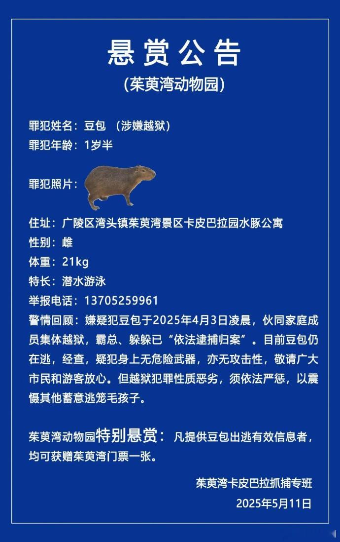 卡皮巴拉已经逃出来40天了啊！[允悲]水豚从动物园出逃40天至今未归 ​​​