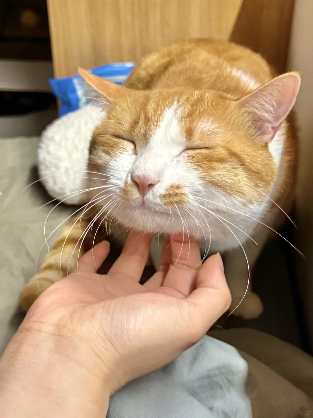 八嘎猫国庆节禁食七天