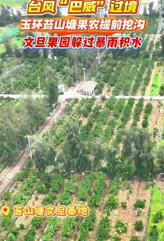 玉环果农提前挖沟果园躲过暴雨积水果农提前开挖沟渠做好排涝，巧妙规避积水险情，防灾
