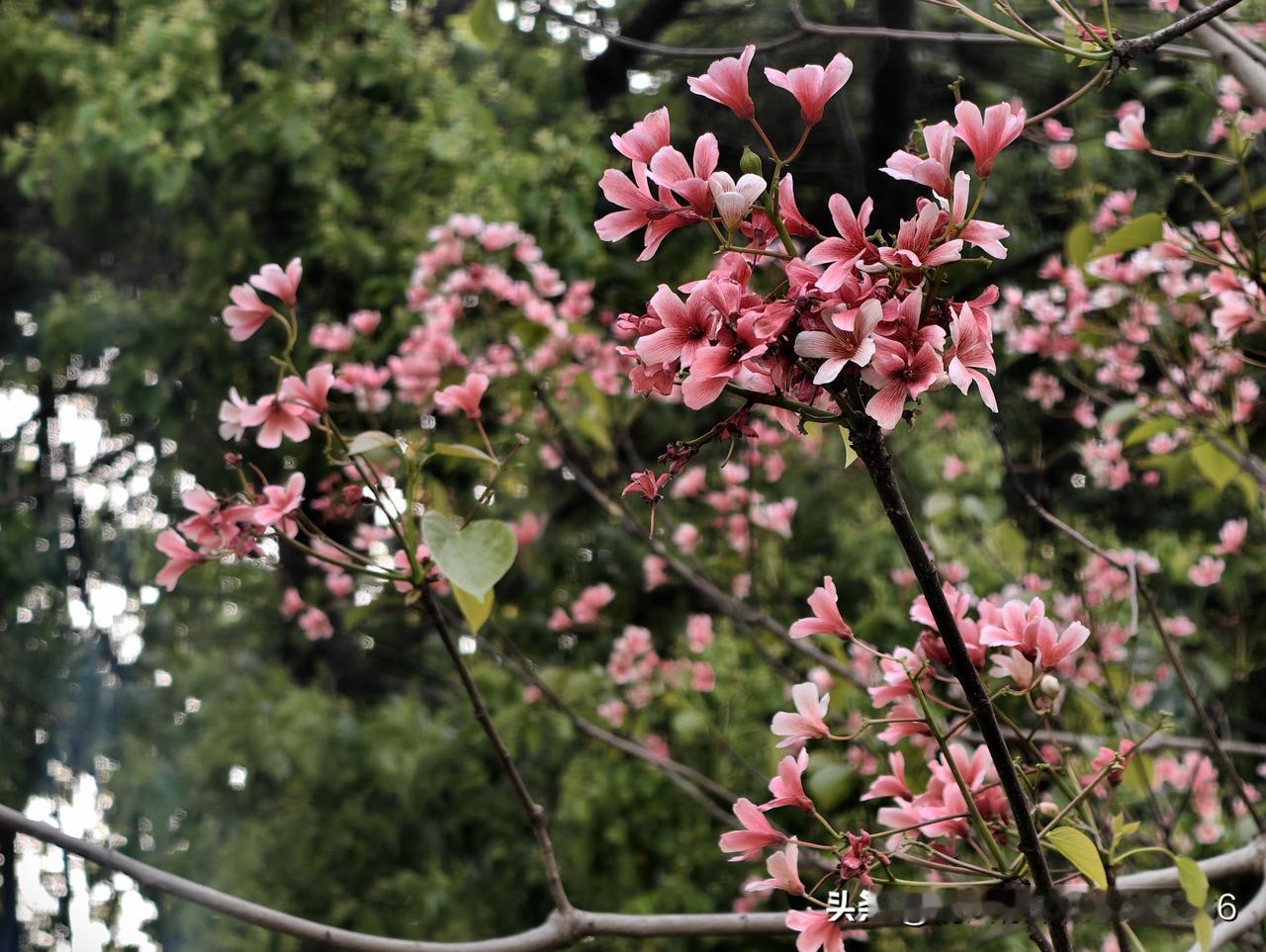 今年春天最想实现的心愿 想要的慢慢靠近，不想要的统统远离。