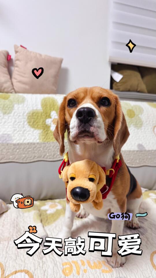 比格犬布鲁酱：今天敲可爱，小鱼鱼们也敲可爱