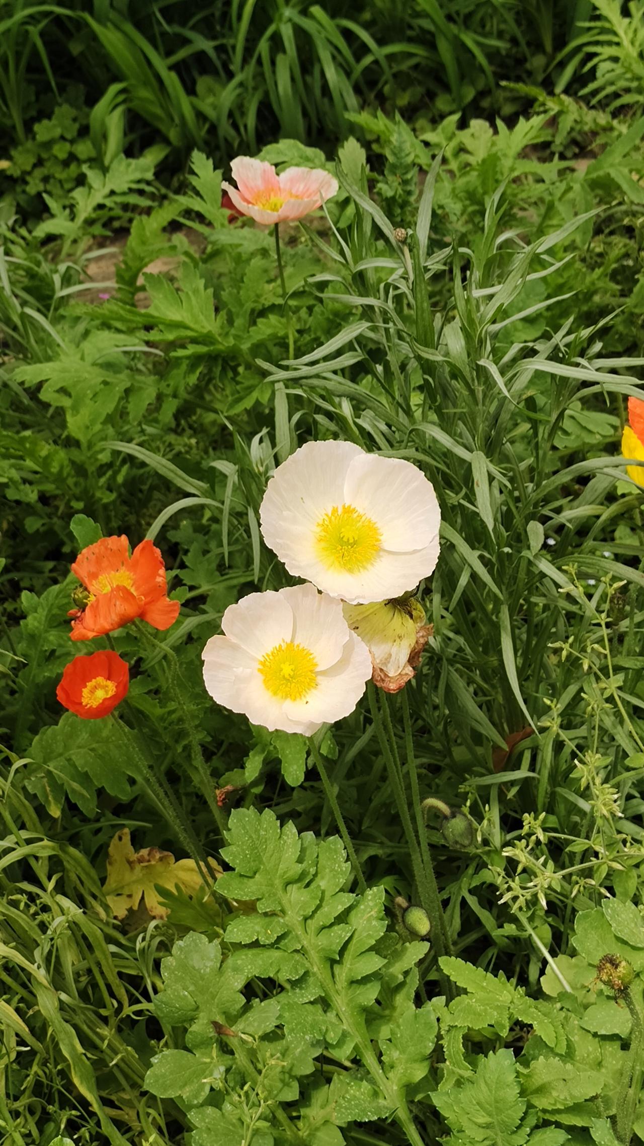 晒图笔记大赛不负春光不负卿。