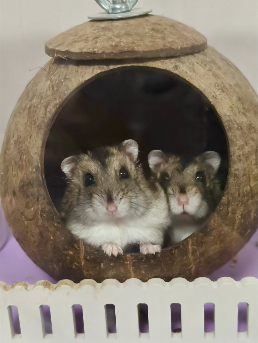 🐹🐹 ​​​