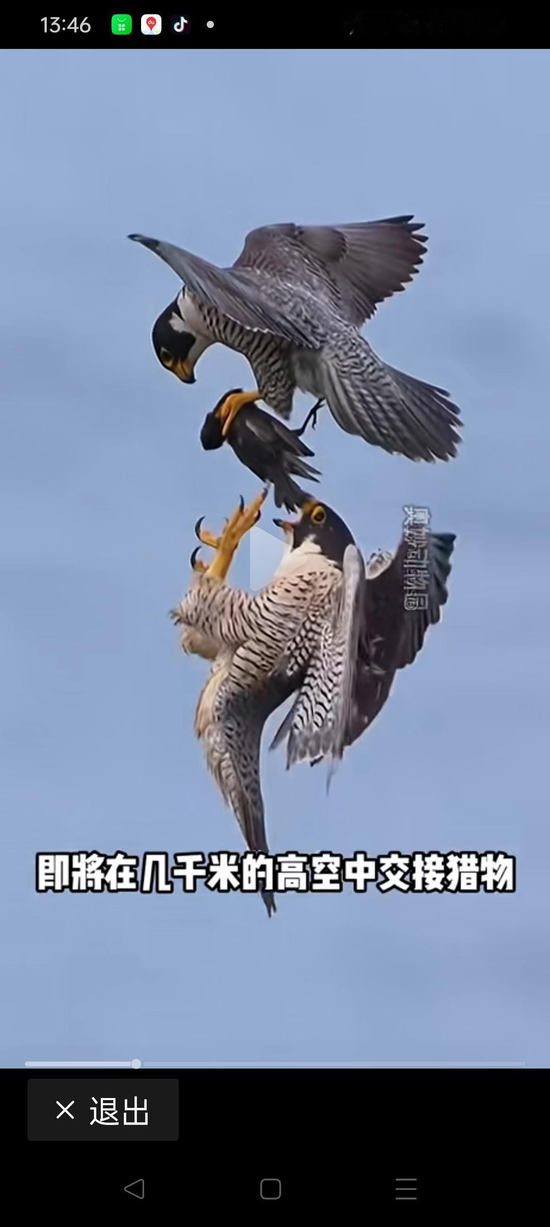 游隼夫妇在空中高难度传递猎物的完美瞬间