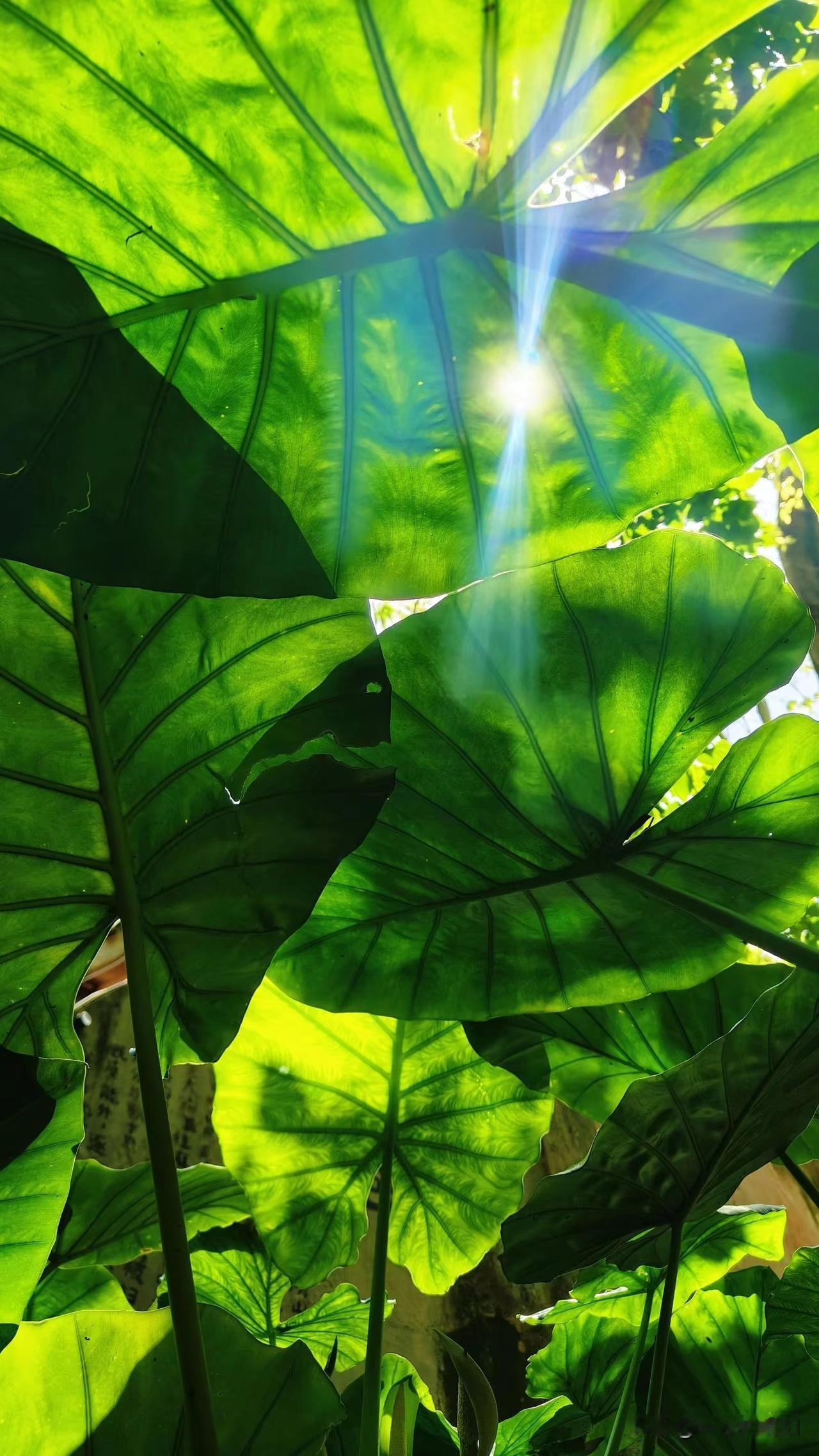 天有天道，人有人道，地有地道。
观天之道，才能合乎本源，和光同尘。
执天之行，才