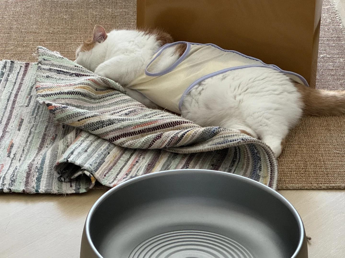 天热的时候 会得到一只颓废小猪