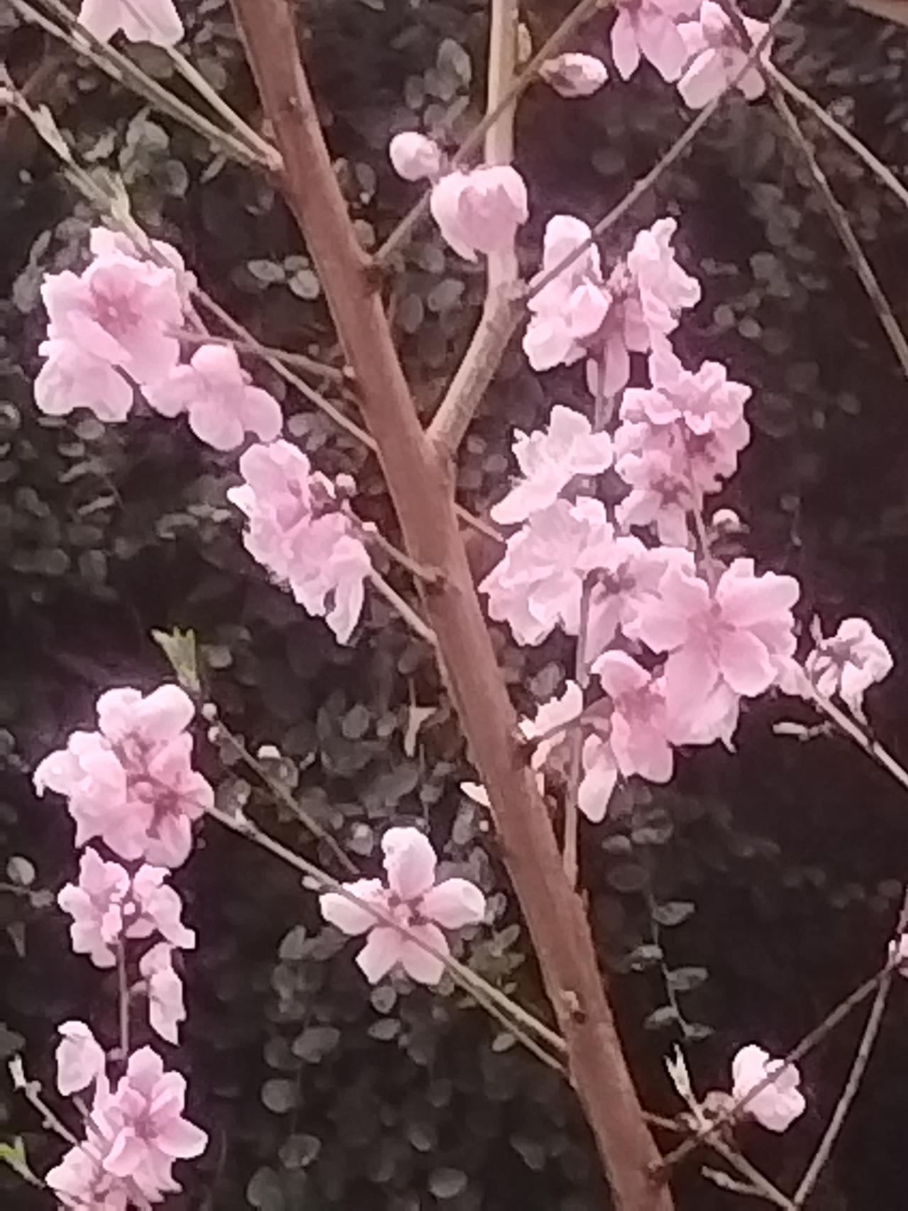 晒晒我手机里唯美的桃花。盛花期的桃花艳丽多彩，花朵竞相绽放，如同天边绚烂的云霞。