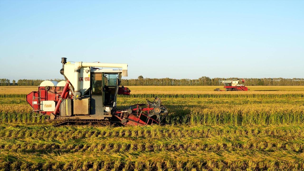 上海种地第一名！中国最会种地的城市，为啥是上海？
   
上海的耕地面积并不大，