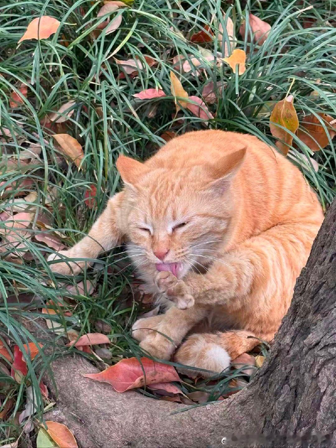 49622【丑猫】误触啃臭键 