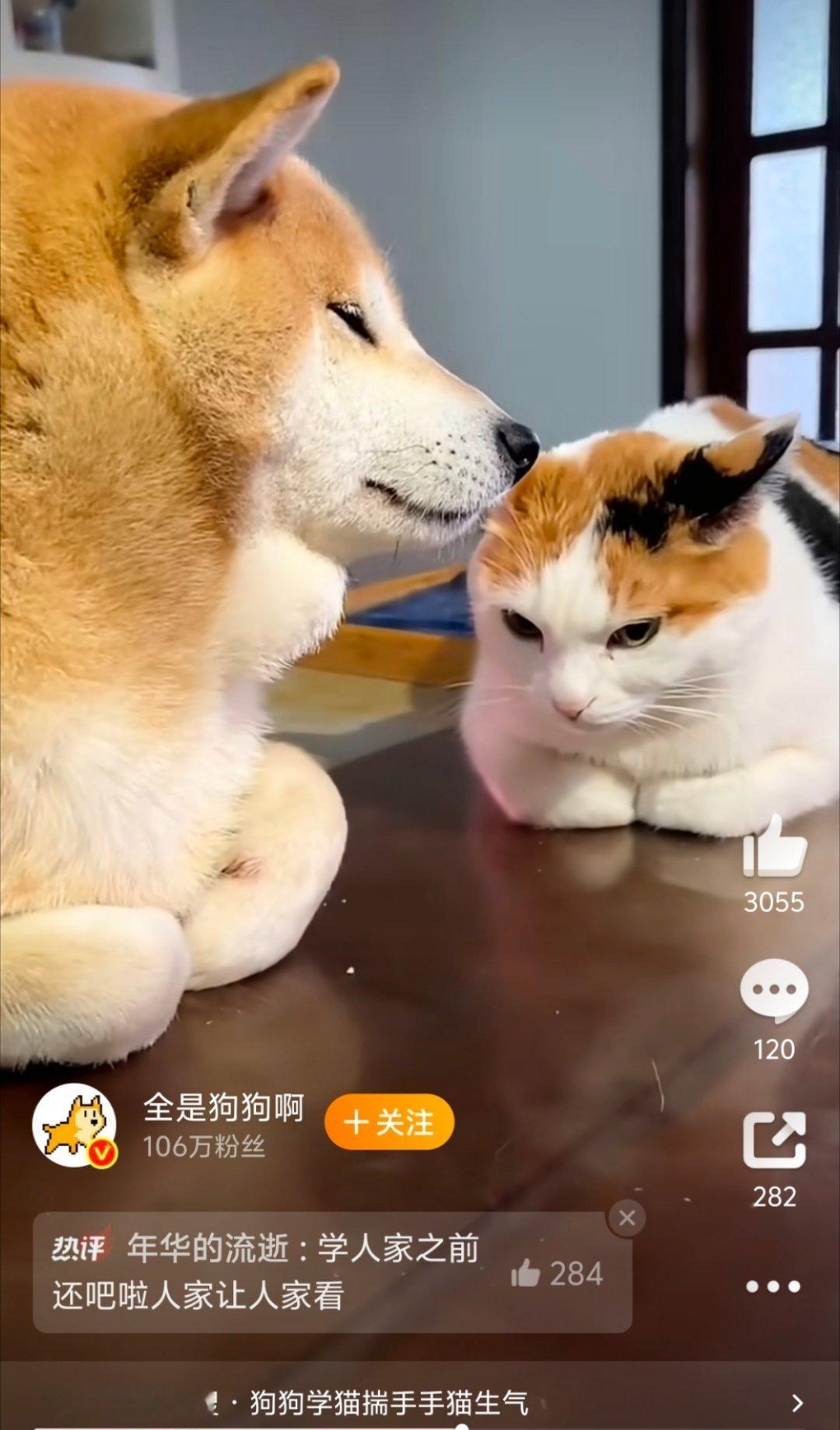 狗狗故意学猫揣手手好好笑啊，第一次见这么和谐的，左边这只狗是什么品种？ ​​​