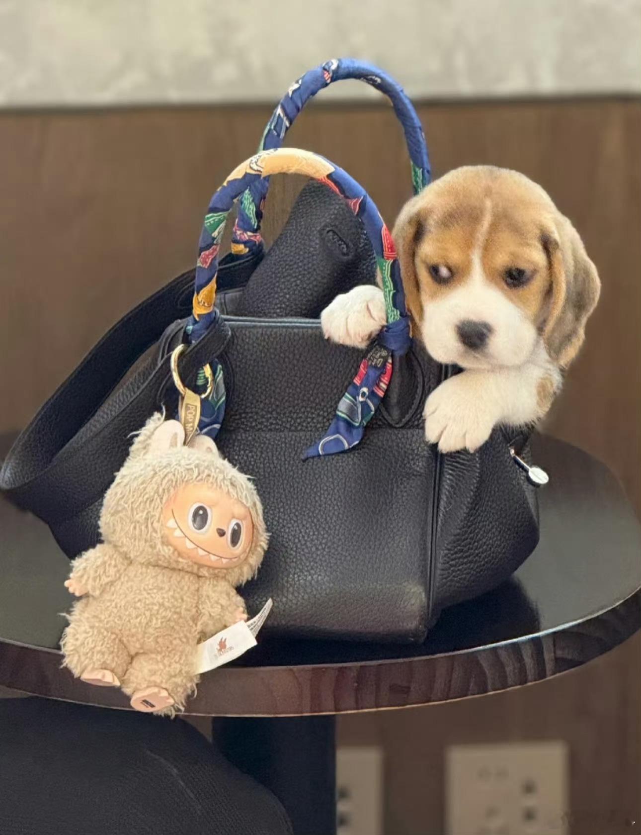 被labubu吓到躲起来的小比格 哈哈哈，你们觉得labubu可爱还是小比格犬可