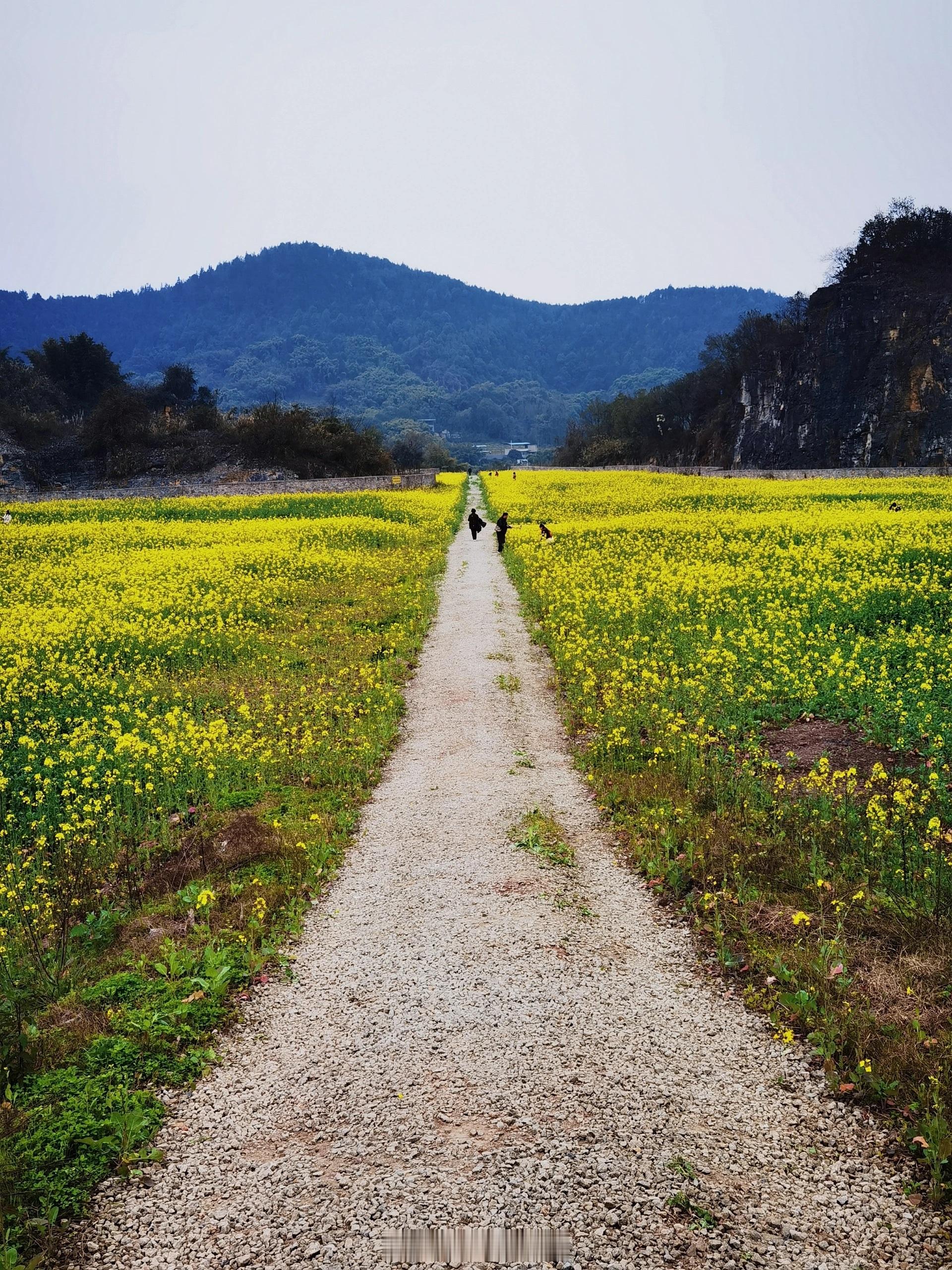#重庆巴南天堂坝油菜花开了#重庆主城巴南天堂坝的油菜花开了！导航“重庆康奇游乐设