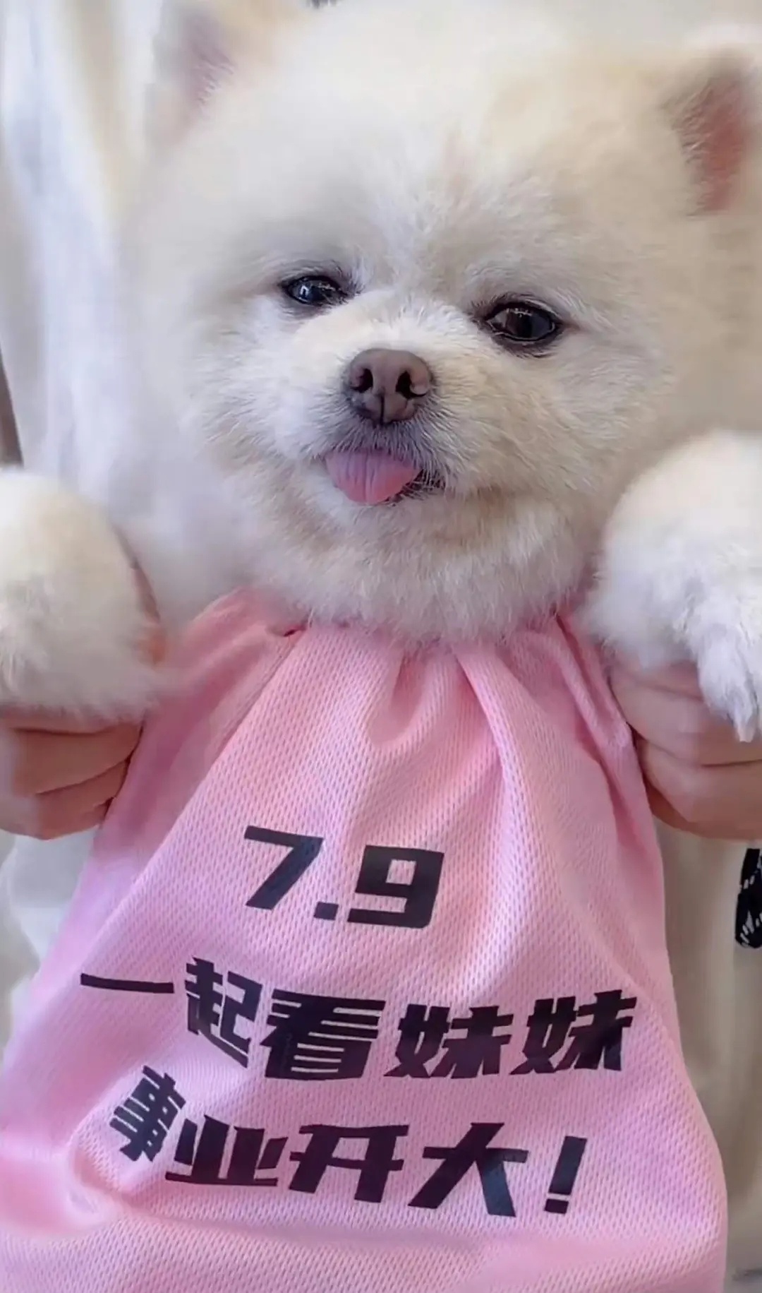 老孟的🐶都很努力，跑大眼剧组剧宣百花杀了 