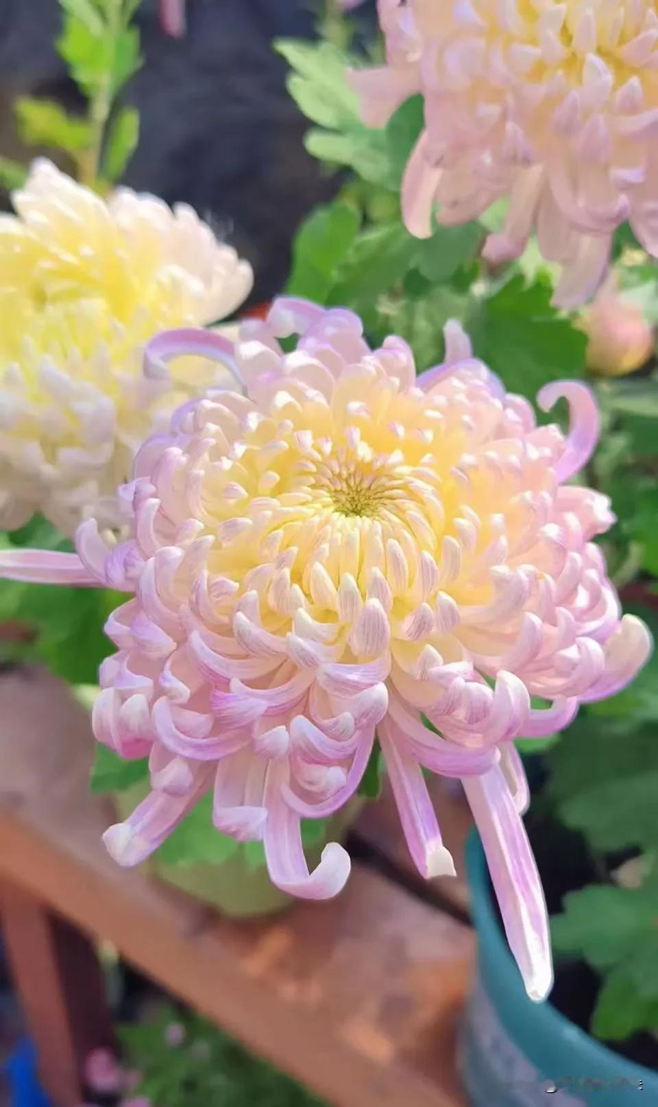 这菊花也太会“扮靓”了吧！

你看中间这朵，花心嫩黄得像抹了蜜，花瓣偏又裹着粉紫