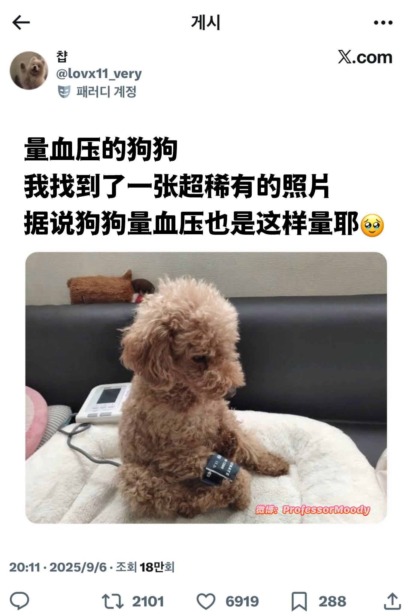 量血压的狗狗meme ​​​