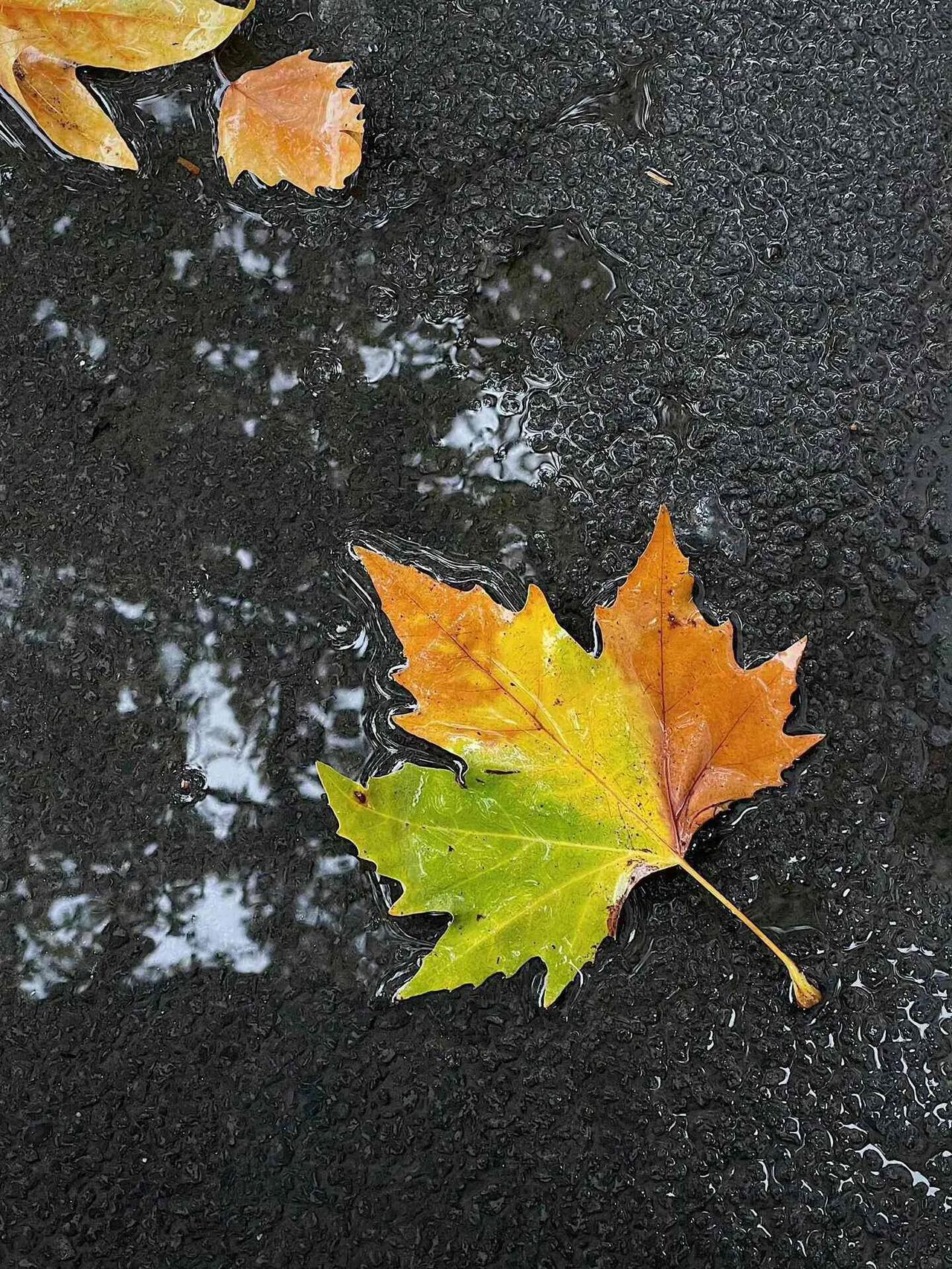 #晒晒秋日最美风光#
2024年的秋天来了。天空蓝蓝的，身体懒懒的。就喜爱这秋天