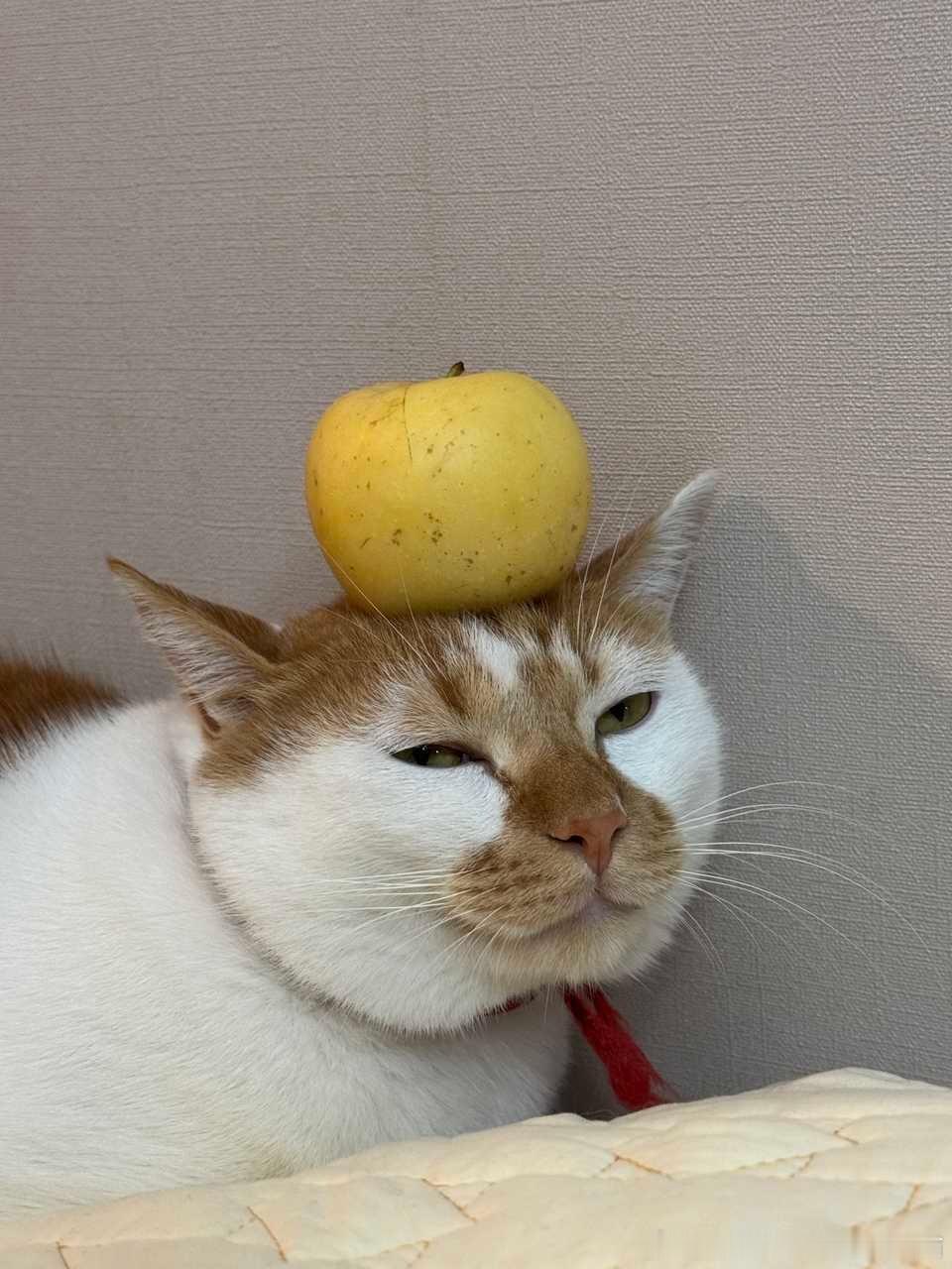49338【丑猫】 