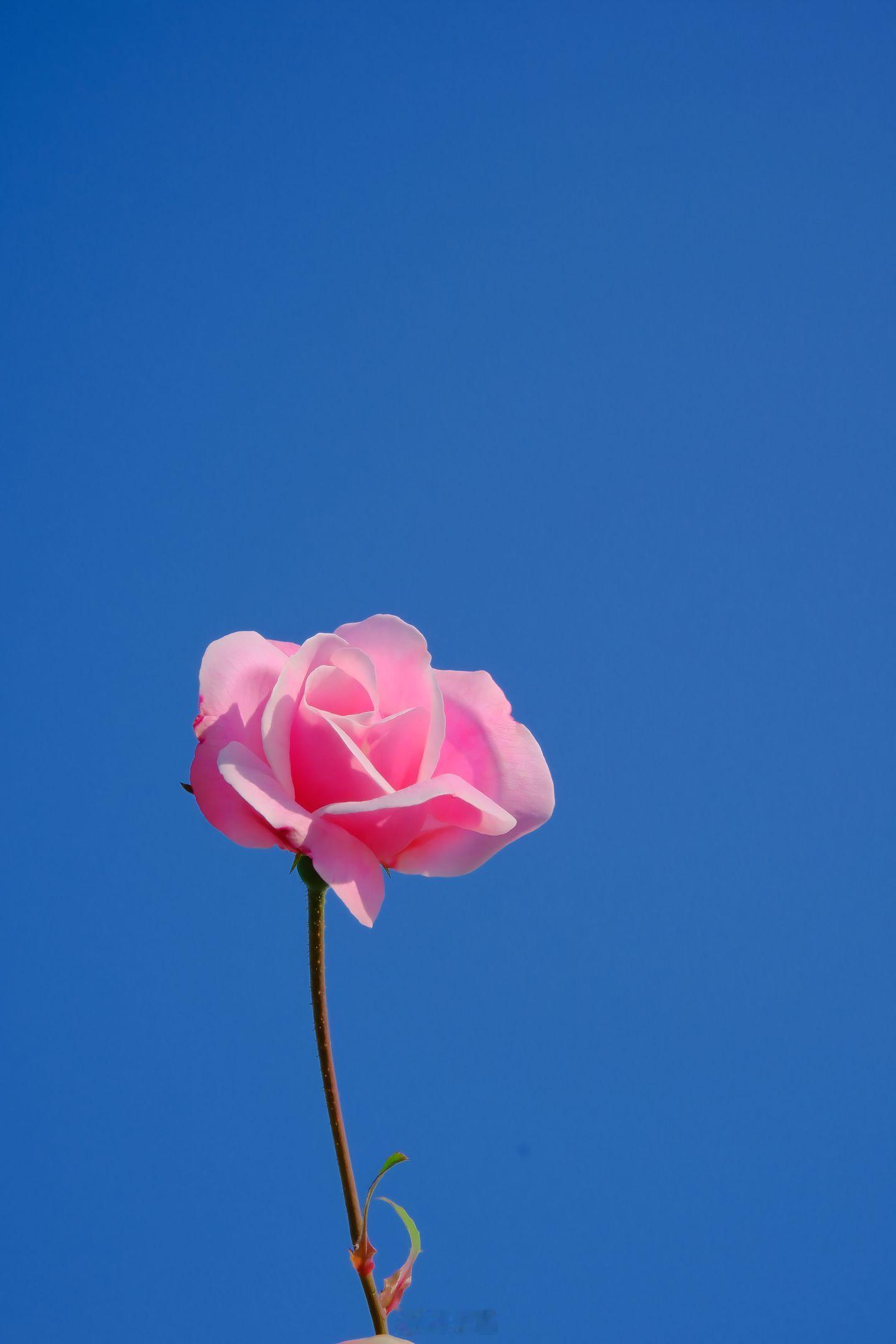 小菌 立春日，待春风，等花开，盼岁安🌱。 