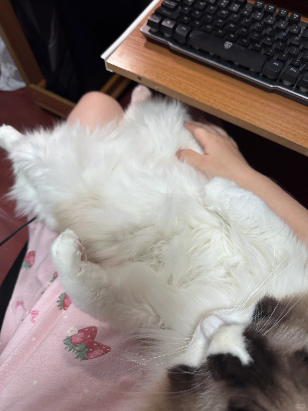 猫猫届有自己的葛优躺