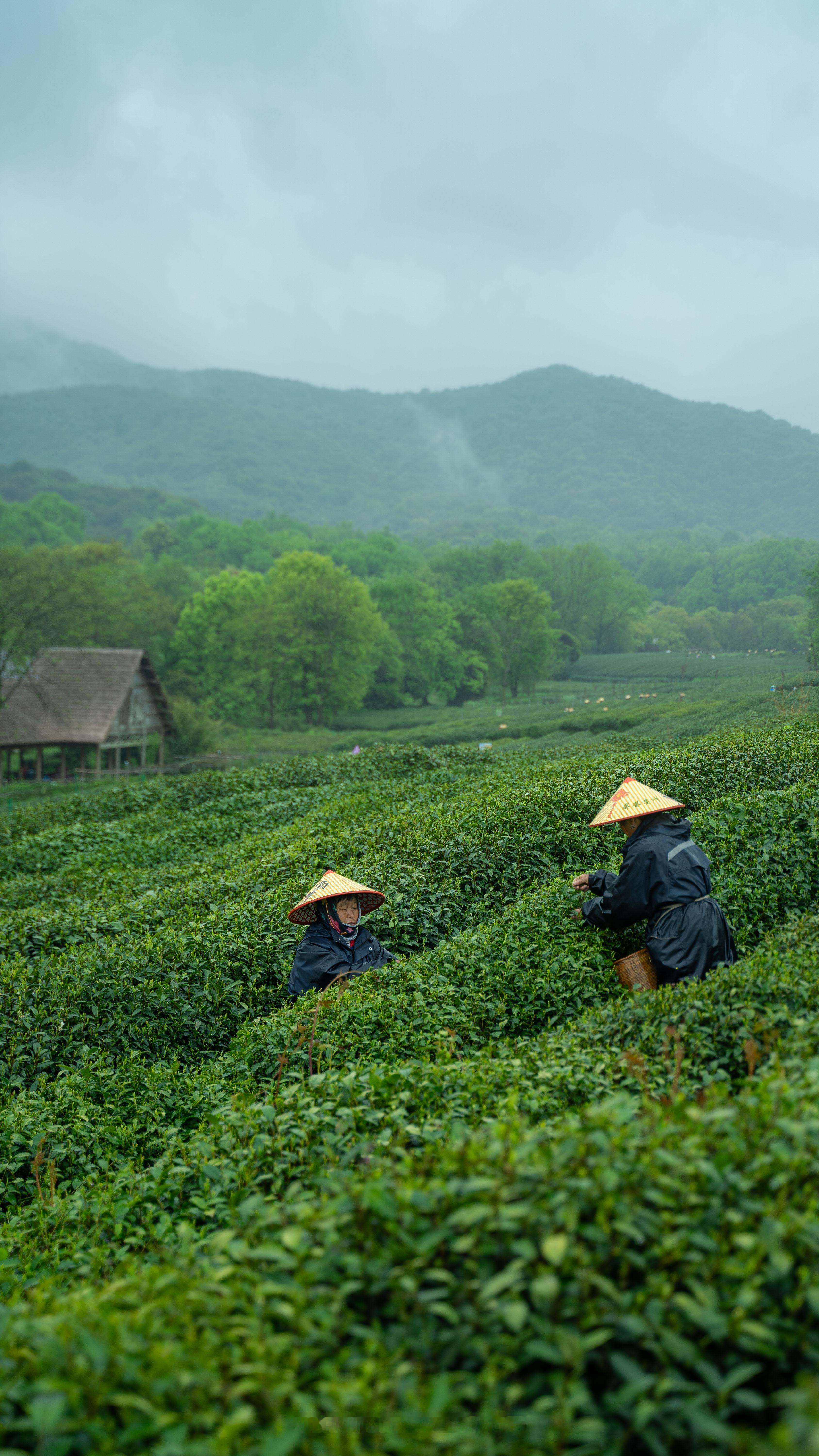 若到江南赶上春，千万和春住。#拍一点色彩装进春天# ​​​