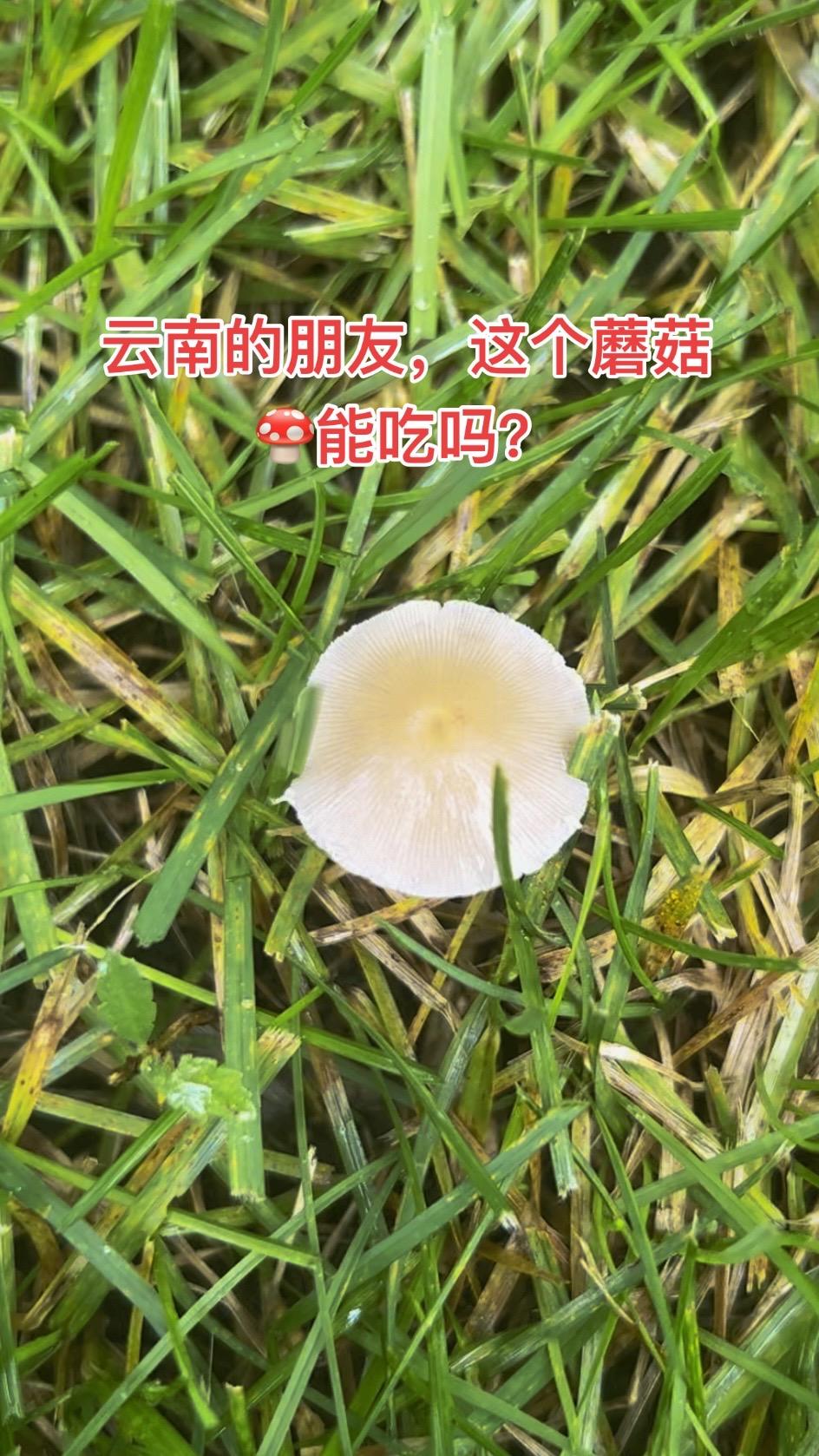 云南的朋友，这个蘑菇🍄能吃吗？#野生菌 #捡菌子 #采蘑菇 #银川 #宁夏