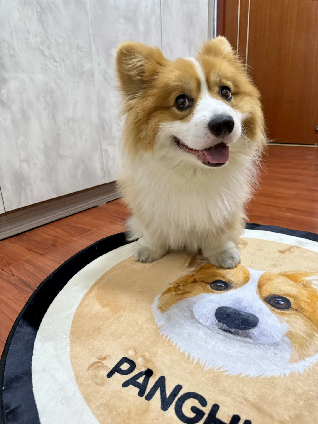 超可爱呀 胖猪也拥有了只属于他的小垫垫啦