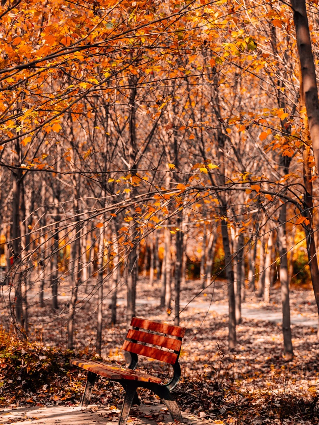🍁重庆万亩秘境枫叶红啦，像油画一般美