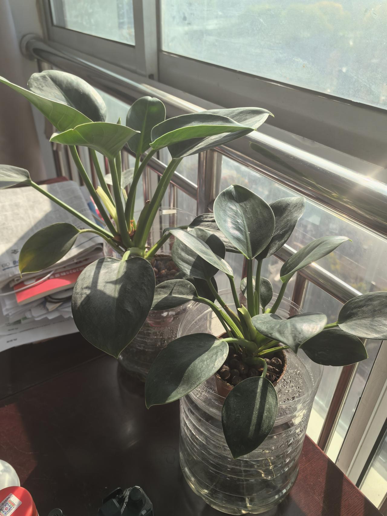 分享我这周有趣的事：自己办公室养的两盆金钻一直在茁壮成长，时不时的给他浇点水。