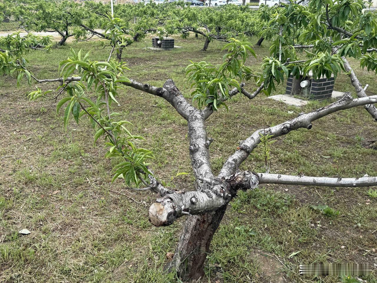 【小对联】
上：窝边草；
下：……？