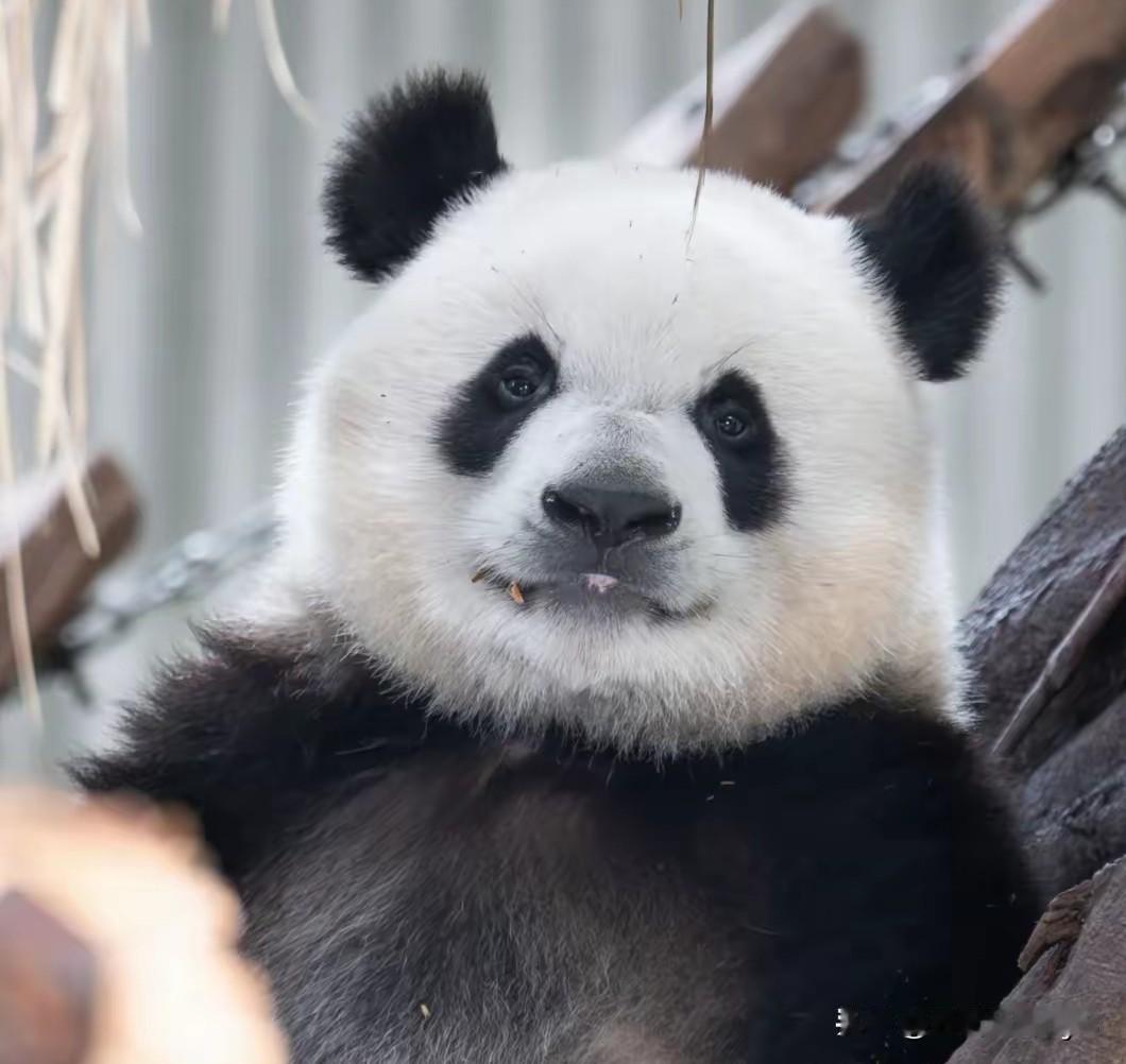 奇三妹是不是连阳光都偏爱的孩子？金色的阳光洒在summer的身上，summer全