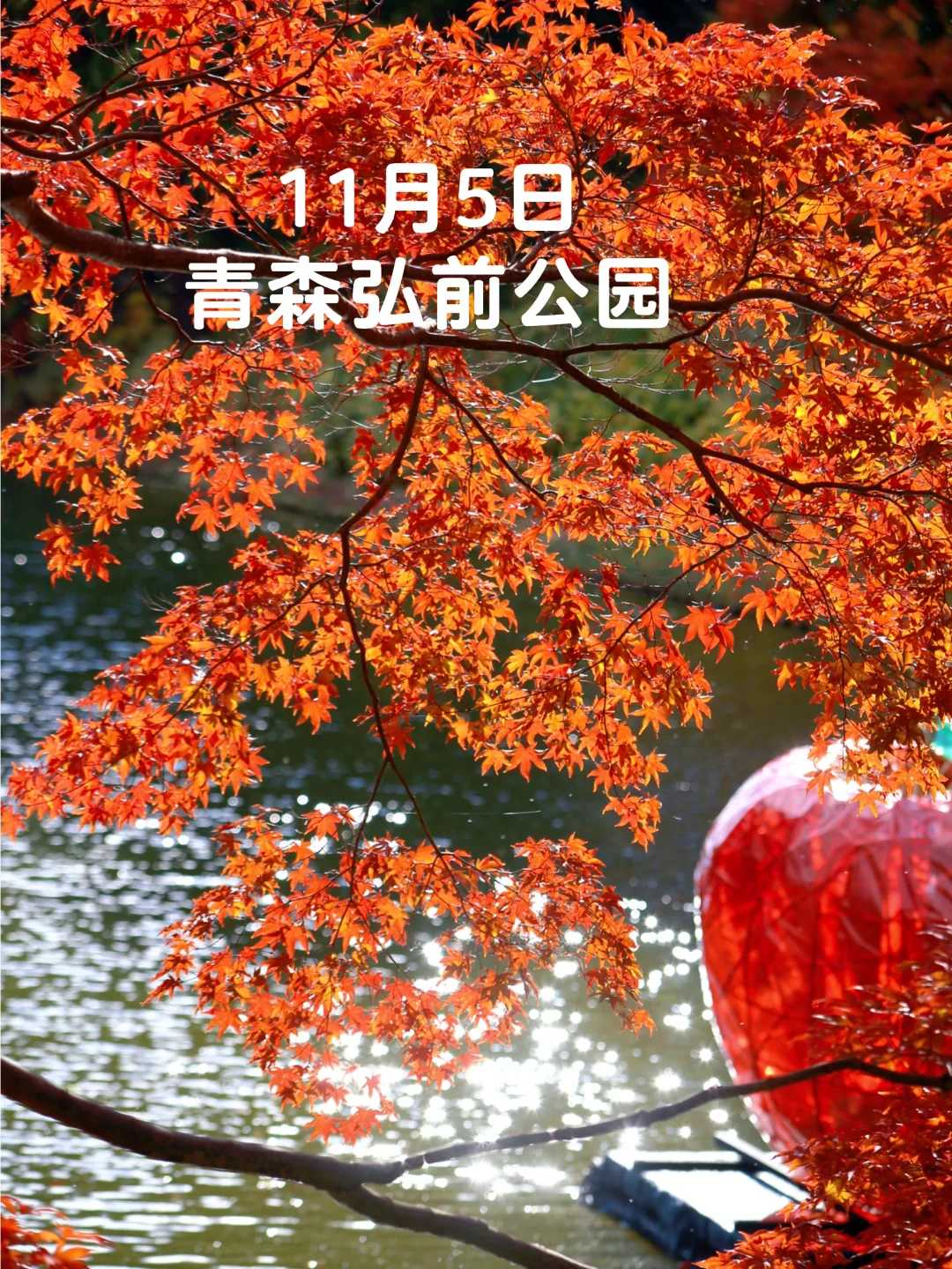 秋日的青森｜秋叶正当时🍁