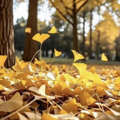 初冬的美，从不张扬，它不像春以百花喧哗，不似夏以茂盛逼人，亦不若秋以丰硕眩目，风