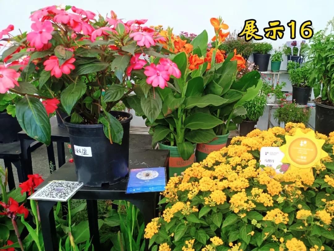 每日一花，刷微信，打包带走[捂脸][捂脸]